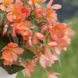 Begonia California Sunlight Grosplan