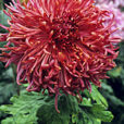 Chrysantheme Ami Charles Souchet MAP ADE GIP0079737