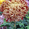 Chrysantheme Gloria Deo MAP ADE GIP141020027