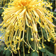 Chrysantheme Kishinoni MAP ADE GIP0098829