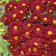 Chrysantheme Le Luat MAP ADE GIP0093438