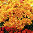 Chrysantheme MAP ADE GIP0098836