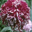 Chrysanthemum Lily Callen