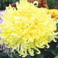 Chrysanthemum Shirley Primrose MAP ADE GIP0098827