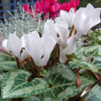 Cyclamen Decora Blanc Mioulane