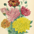 chrysantheme d automne