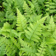 Dryopteris-Filix-mas Fougere MAP-NPA 050831478 2