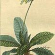 Flore medicale 1831