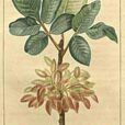 Pistachier Chaumeton 1831