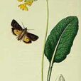 Primula veris British entomology 1823