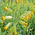 Primula veris MAP AGU GIP141113003