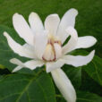 venus-sweetshrub2-lg