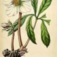 Helleborus-niger 1852