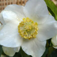 Helleborus niger portrait Mioulane MAP P1060921