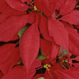 Poinsettia Mioulane MAP NPM GIP141201021