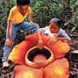 Rafflesia arnoldii Indonesie