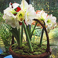 Amaryllis Hippeastrum Mioulane MAP NPM GIP0099953