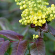 Mahonia aquifolium Mioulane MAP XY7S3326