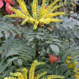 Mahonia media Mioulane MAP NPM 850278053