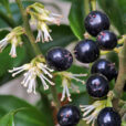 Sarcococca MAP NPA S2050203020