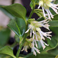 Sarcococca MAP NPA S2050203023