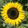 Tournesol Mioulane MAP NPM 850329302