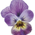 Viola cornuta Endurio Pink Shade Detouree