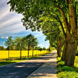 Campagne Route champ arbre