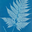 Anna Atkins New Zealand