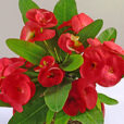 Euphorbia Rolita rouge