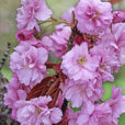 Prunus Kanzan MAP ADE GIP0003623