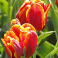 Tulipe Mioulane MAP NPM 914350265