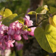 Cercis siliquastrum Mioulane MAP 486542145