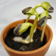 Graine tournesol germination