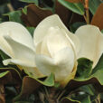 Magnolia grandiflora fleur MAP NPA 061013347