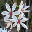 Burchardia umbellata