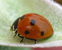 Coccinelle Mioulane MAP 0002142
