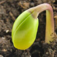 Germination