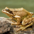 Rana grenouille