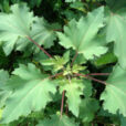 Xanthium strumarium 1