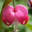 Lamprocapnos Dicentra spectabilis Mioulane MAP XY7S7963