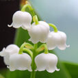 Muguet Mioulane MAP NPM 90310827