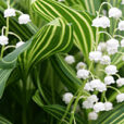 Muguet panache Mioulane MAP NPM 080928321