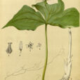 Trillium Millspaugh