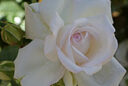 Rose Roseblush Mioulane MAP NPM 719516849