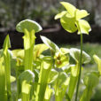 Sarracenia touffe Mioulane MAP NPM 90290556