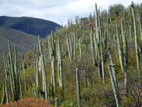 Foret cactus Mexique Flora