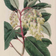 Arbutus andrachnoides 98417