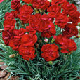 Dianthus Desmond Flora