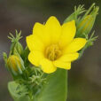 Blackstonia perfoliata Gros plan